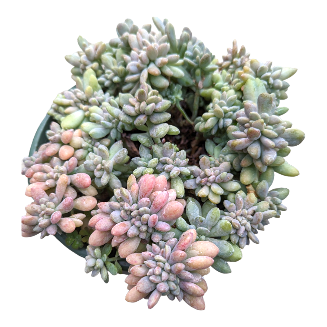 succulent used in skin cream Cremeria Expatriata Crest 4 Inch