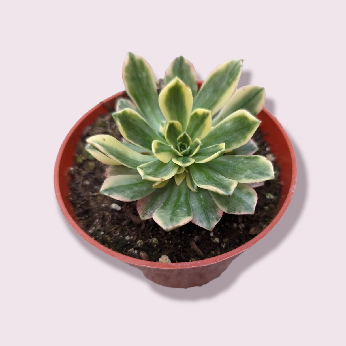 Aeonium Sweet Tea