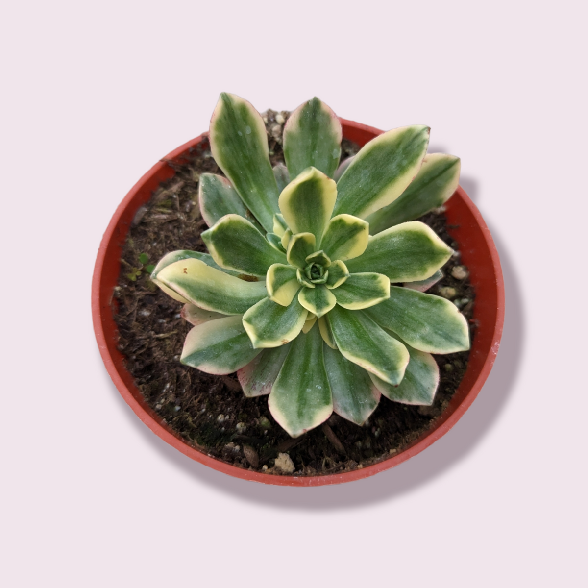 Aeonium Sweet Tea