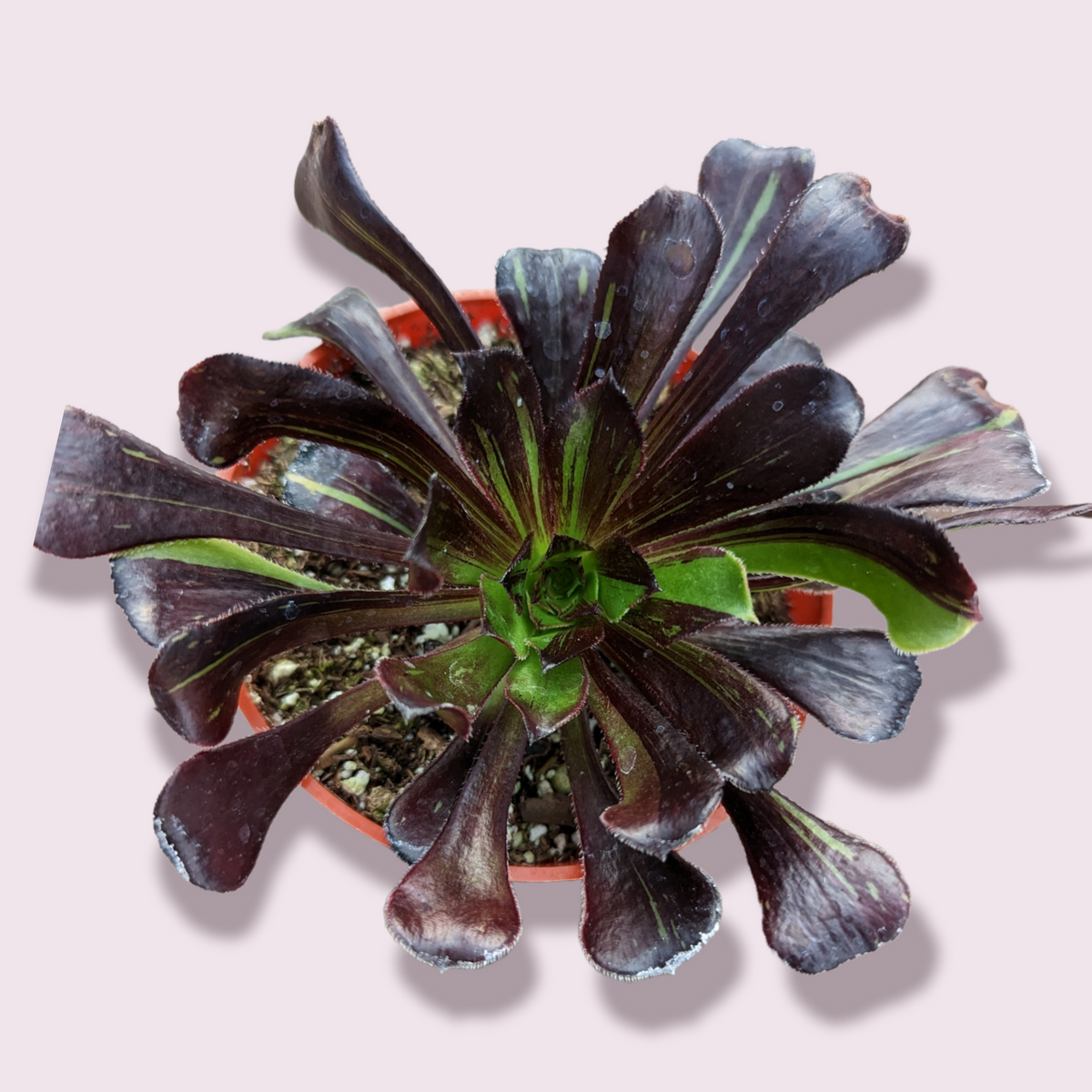 Aeonium 'Voodoo' - Giant Red Aeonium