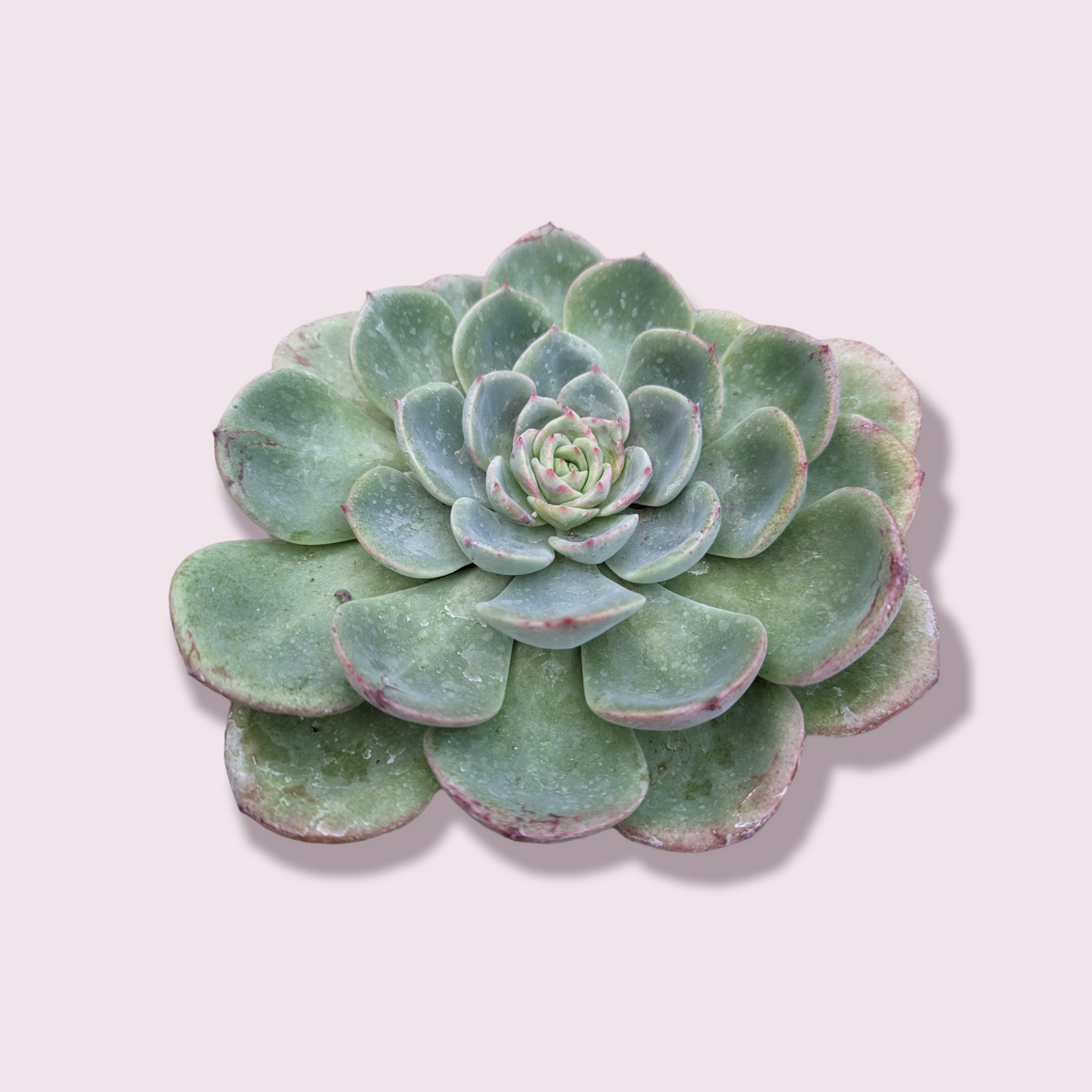 succulent salmon Echeveria Salmon