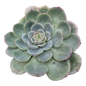 Echeveria Salmon