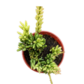 Rhipsalis mesembryanthemoides