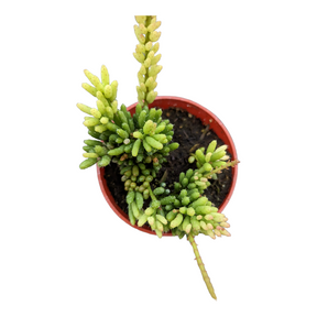 Rhipsalis mesembryanthemoides