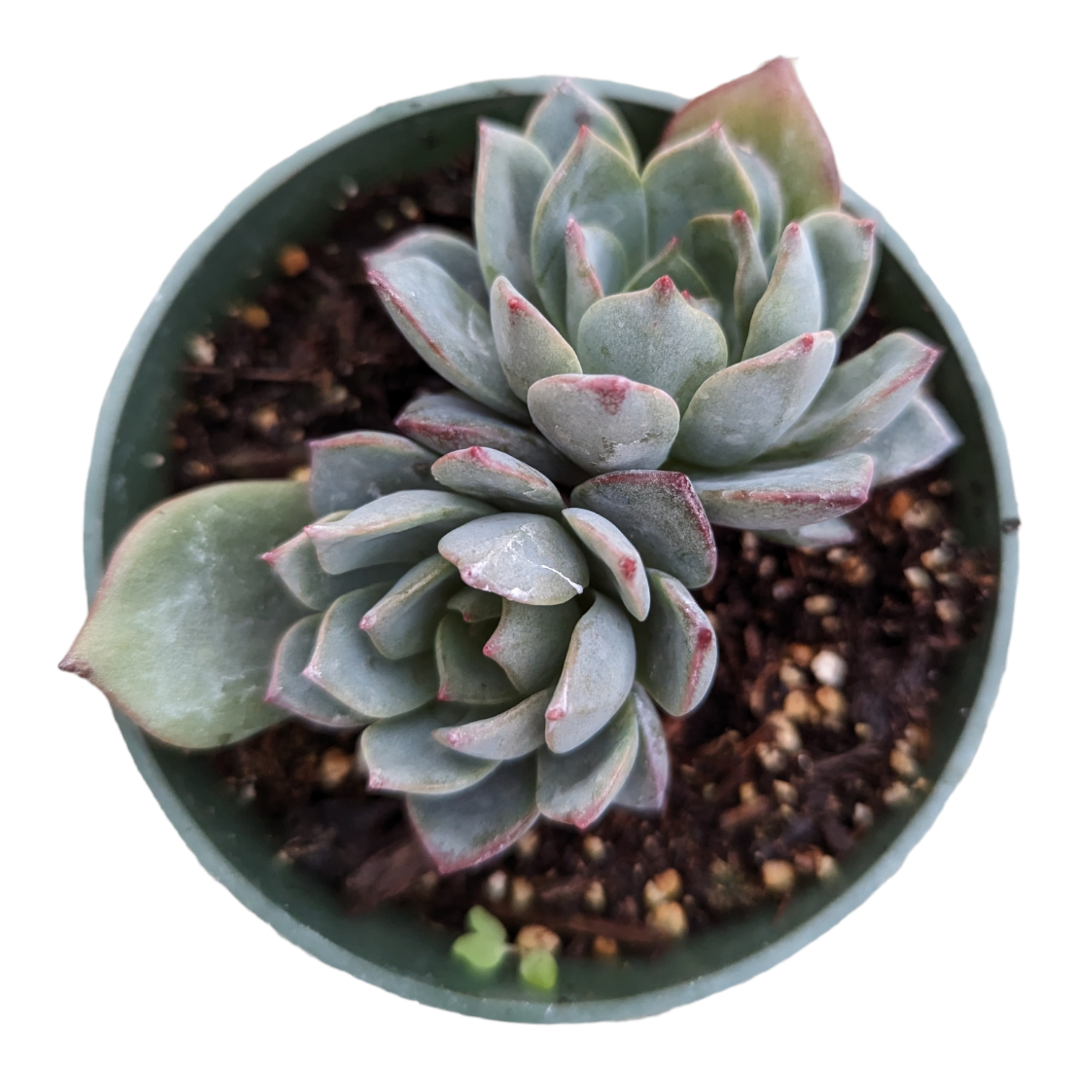 gray succulent plant Echeveria Sp Grey 2 Inch