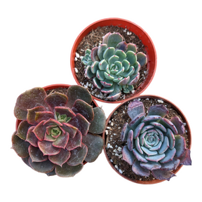 Assorted Succulent Set Shown in 4" Pots