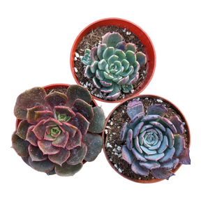 4 inch succulents pot size Assorted Succulent Set Shown in 4" Pots
