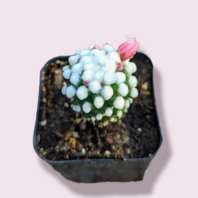 Mammillaria gracilis cv. oruga