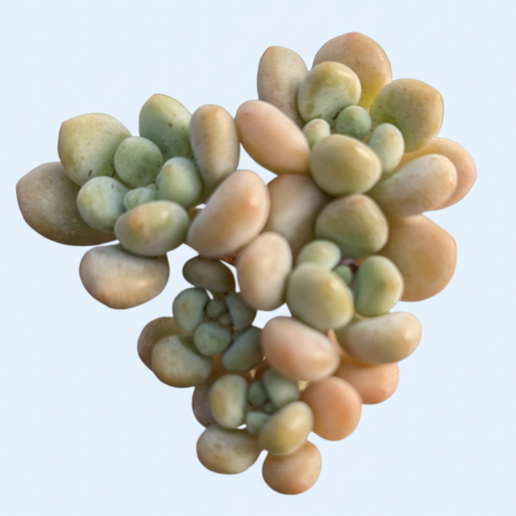 Pachyveria 'Bubble Candy' succulent cutting, fleshy-leaved rosette.