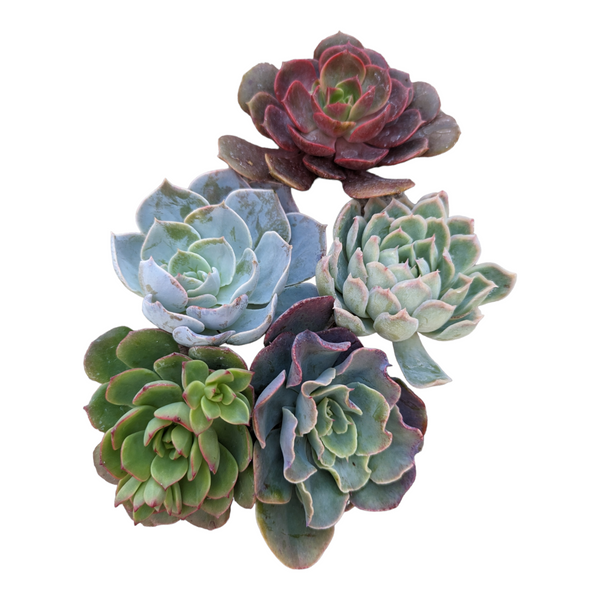 Assorted Succulent Cutting Set 5 Fresh Cuttings / Randomly Picked