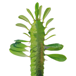 Euphorbia trigona 'African Milk Tree'
