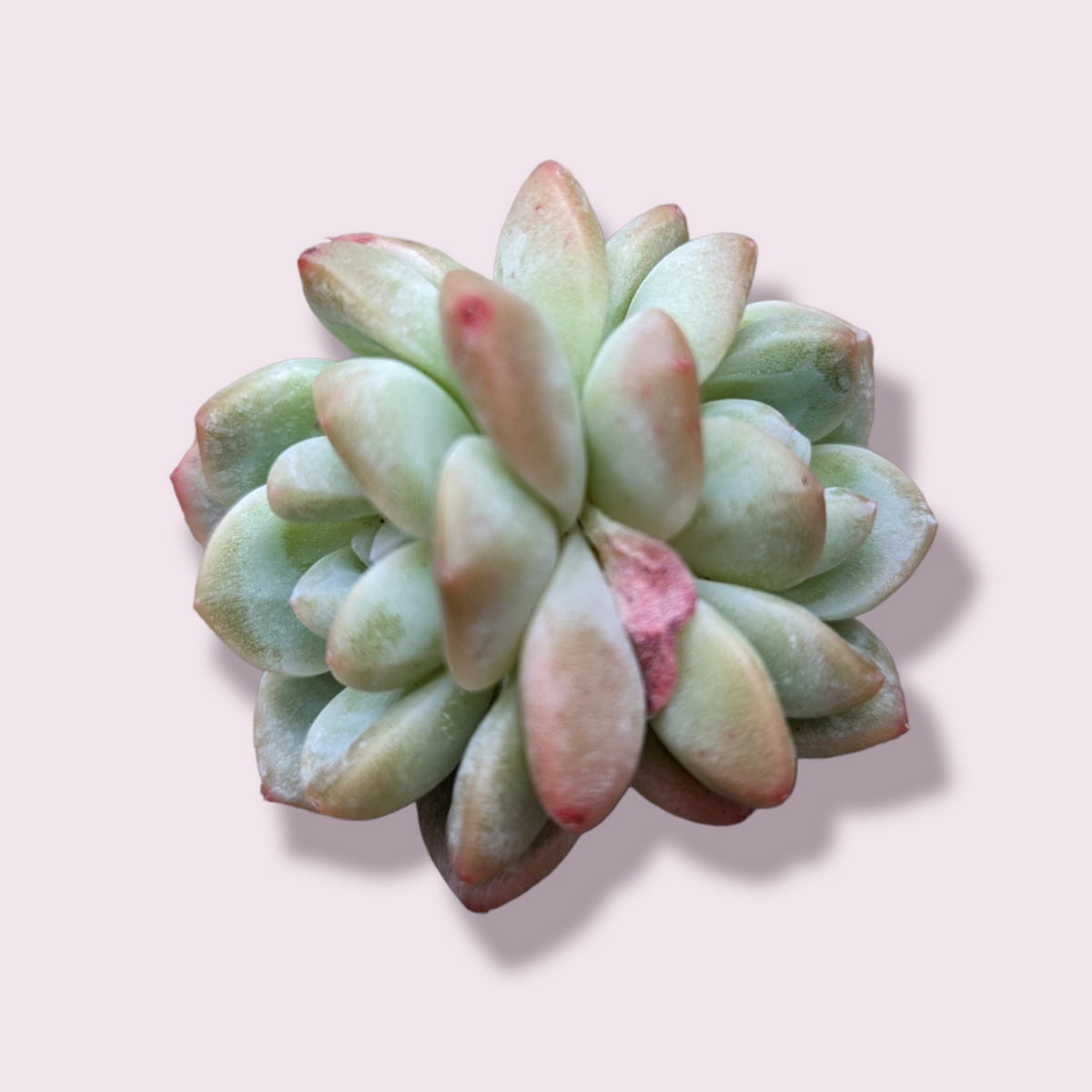 Echeveria Icegreen