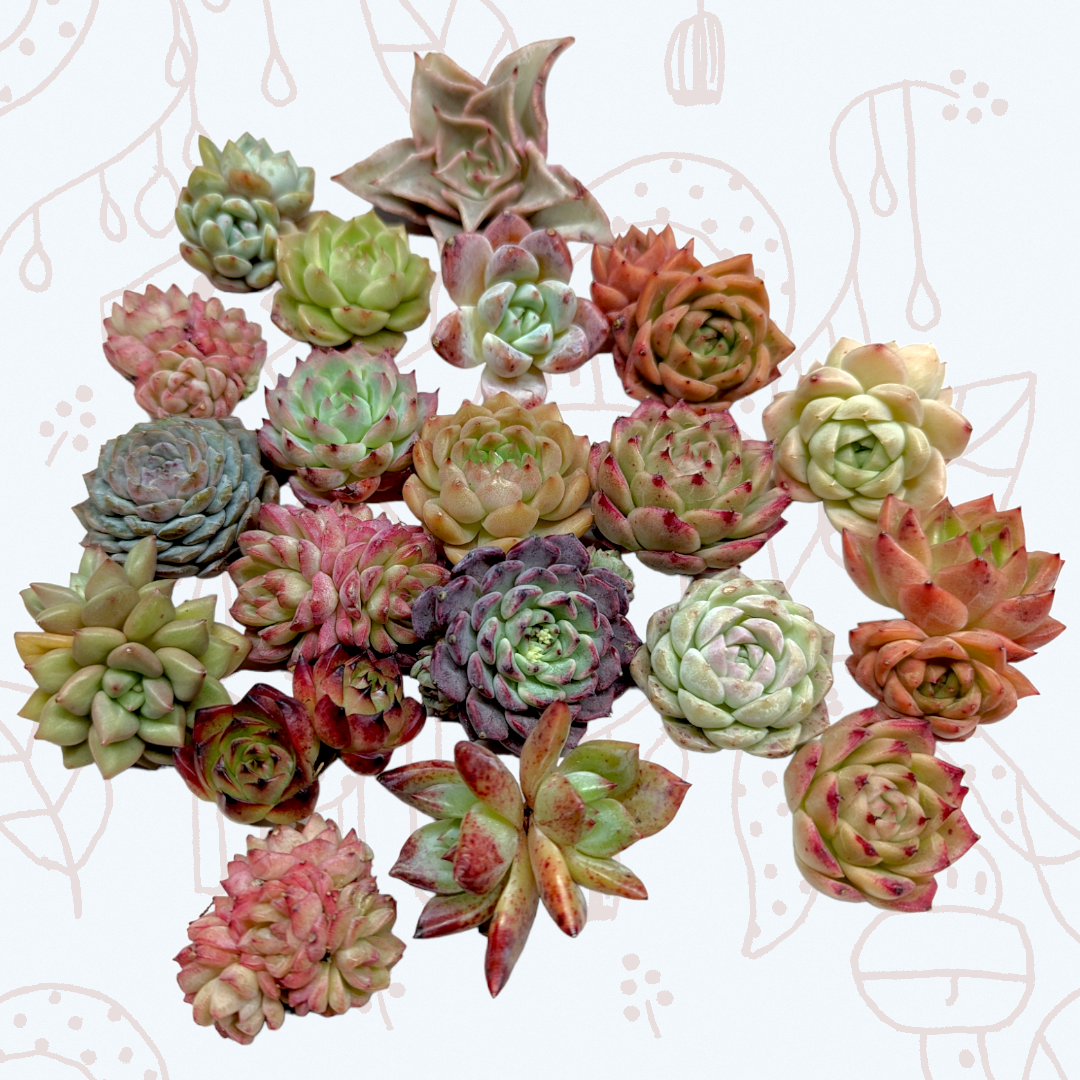 Assorted Succulent Set Shown in 4" Pots