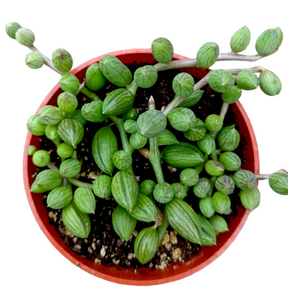 watermelon succulent String of Watermelons Senecio herreanus