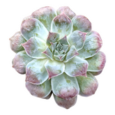 Echeveria 'Hearts Choice'