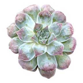 Echeveria 'Hearts Choice'