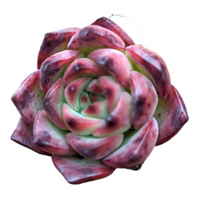 Echeveria Fire Pillar