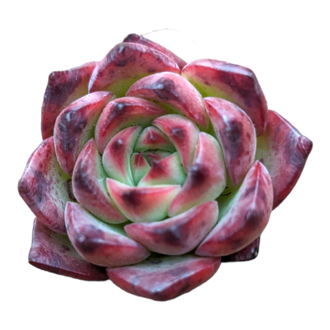 fire sonesta succulent Echeveria Fire Pillar -