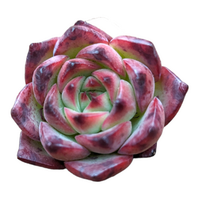 Echeveria Fire Pillar