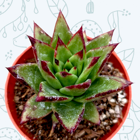 red edged succulent Echeveria agavoides 'Lipstick'