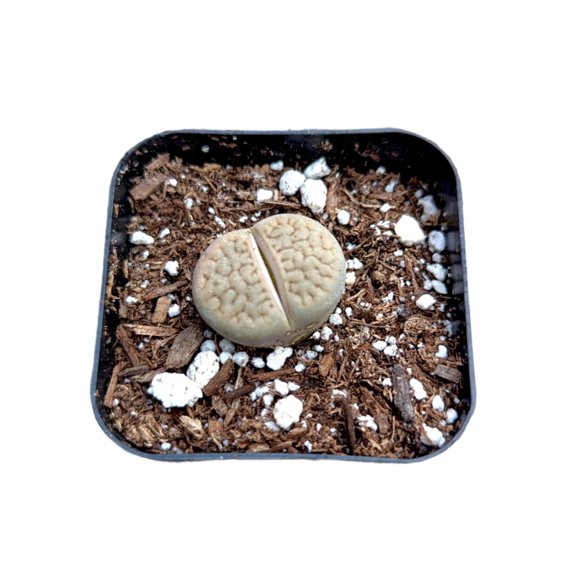 living stone succulent for sale Lithops 'Living Stones'