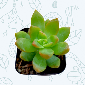 sedum adolphii succulent Sedum adolphii 'Golden Glow' 4 Inch
