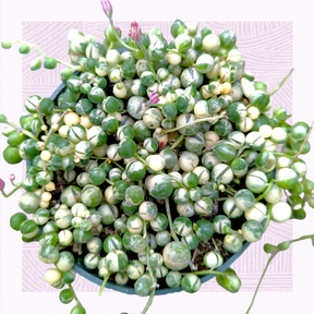 Senecio rowleyanus f. variegatus - Variegated String of Pearls [large]  [limited]