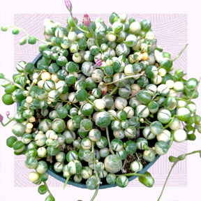 Variegated String of Pearls Senecio rowleyanus - Succulents Depot