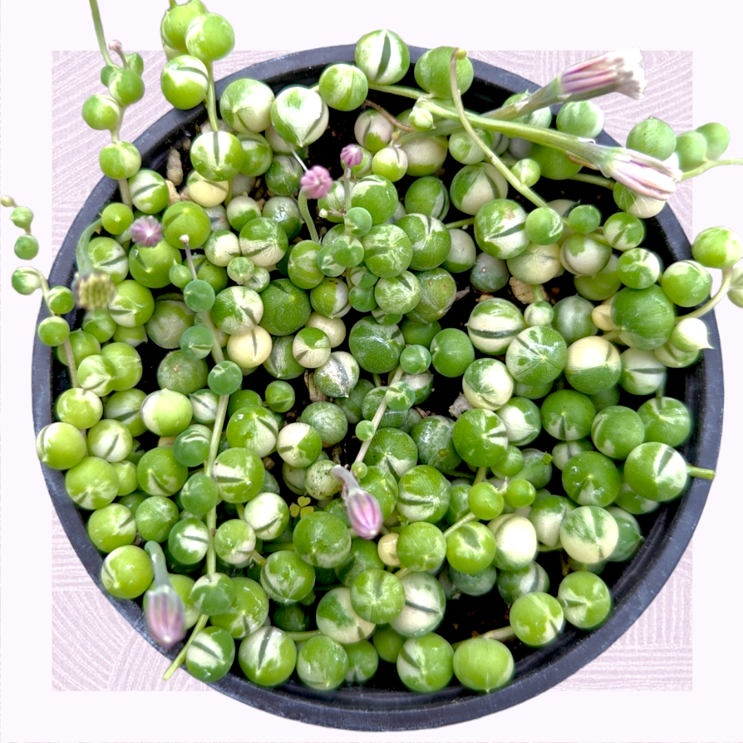 Variegated String of Pearls Senecio rowleyanus