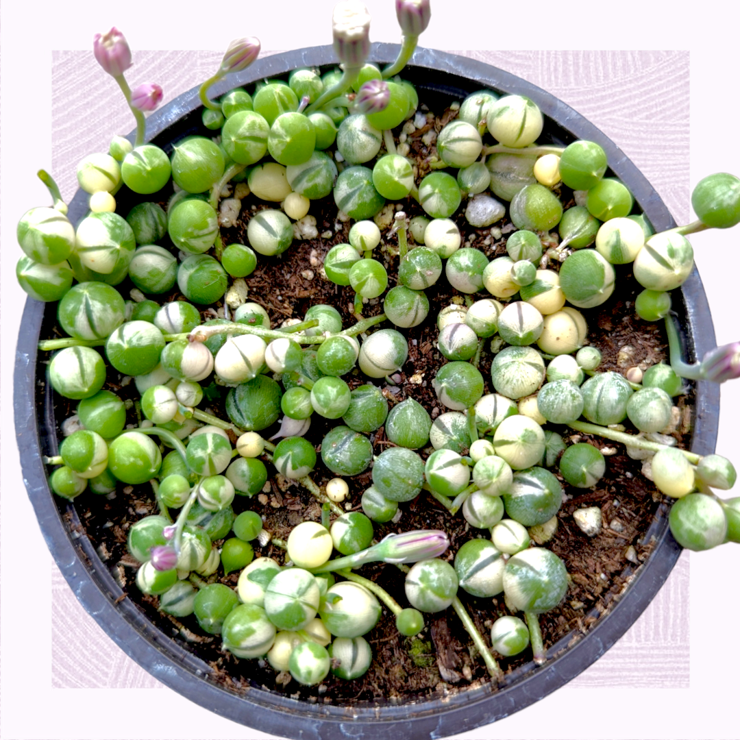 Senecio rowleyanus f. variegatus 'Variegated String of Pearls' – Shop  Succulents