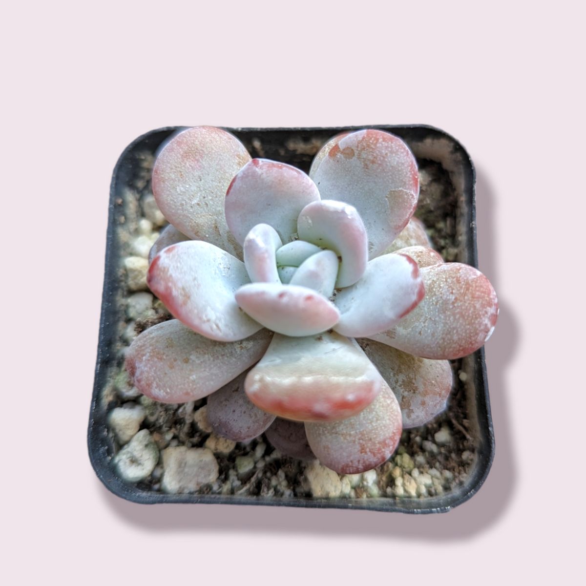 Echeveria Lauii