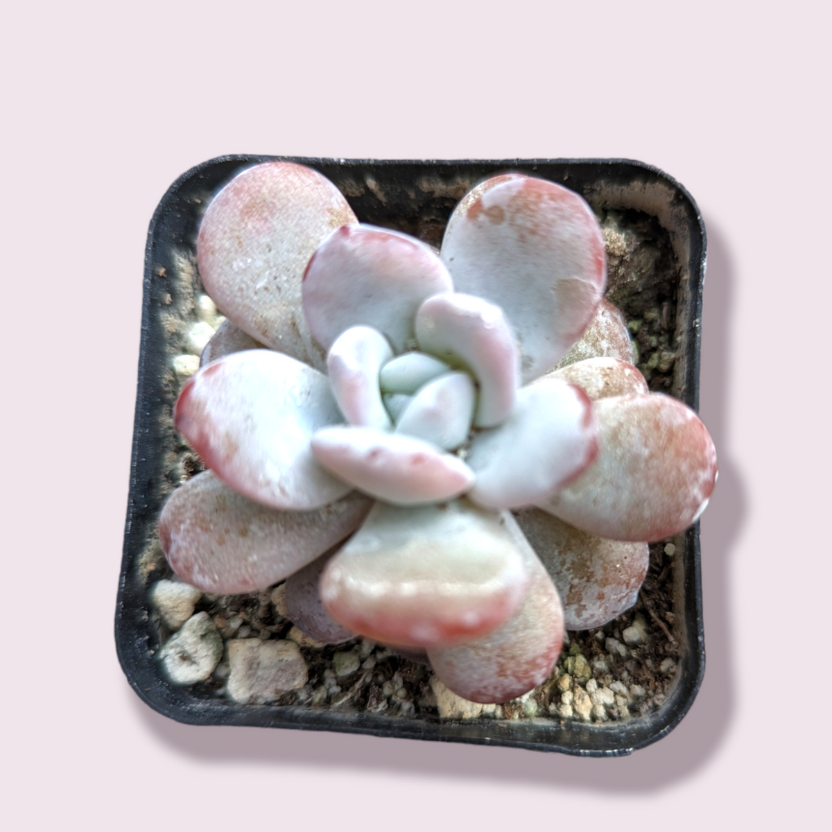 Echeveria Lauii