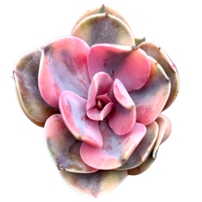 Echeveria Rainbow