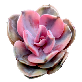 Echeveria Rainbow
