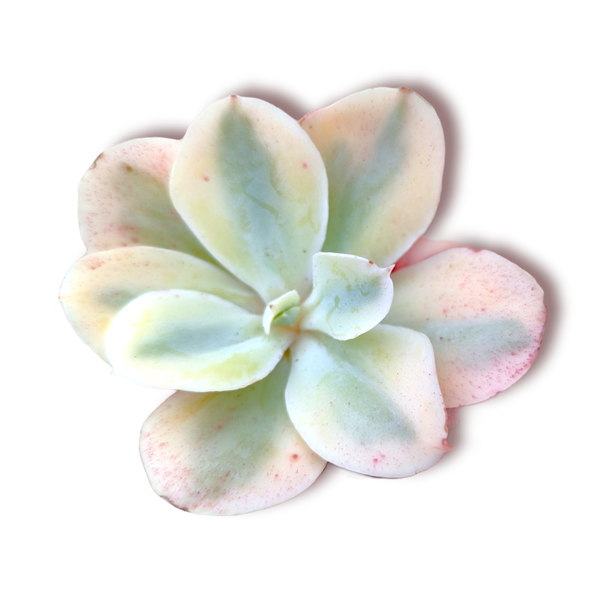 Echeveria Japan Moon River