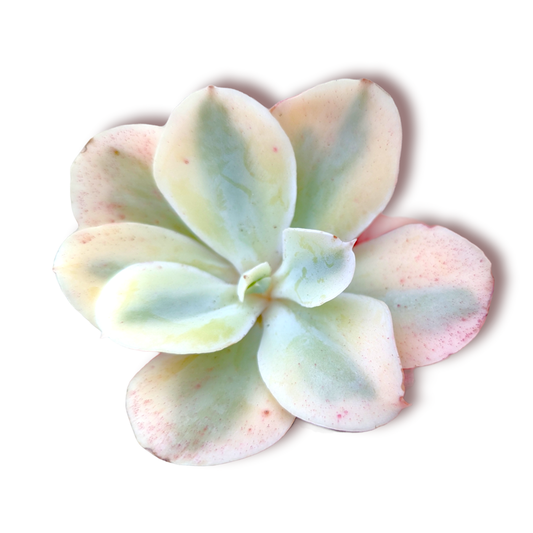 japan moon river succulent Echeveria Japan Moon River