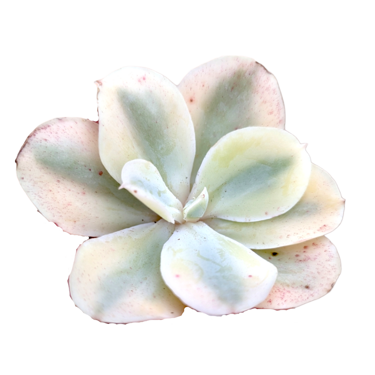 Echeveria Japan Moon River