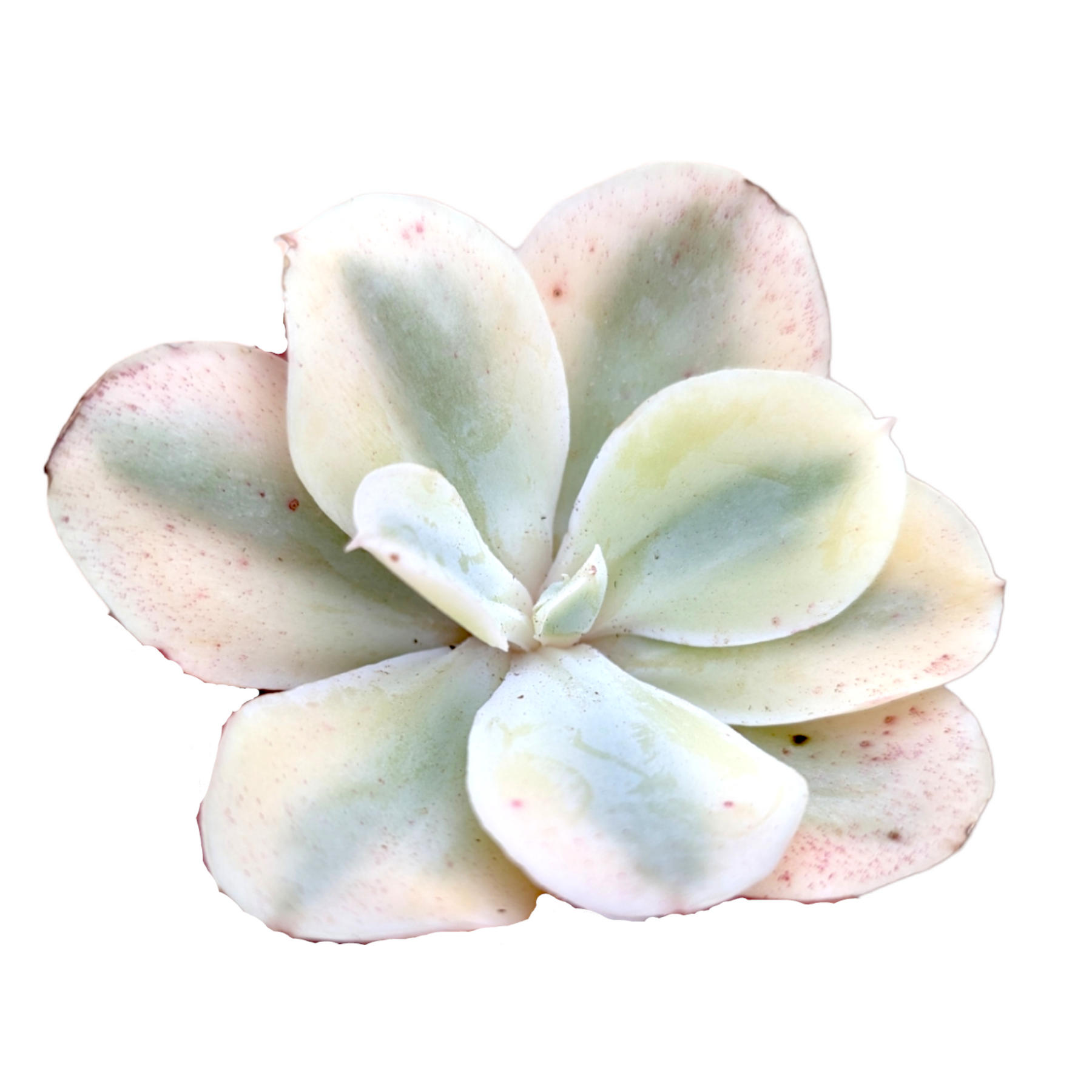 succulent japan Echeveria Japan Moon River