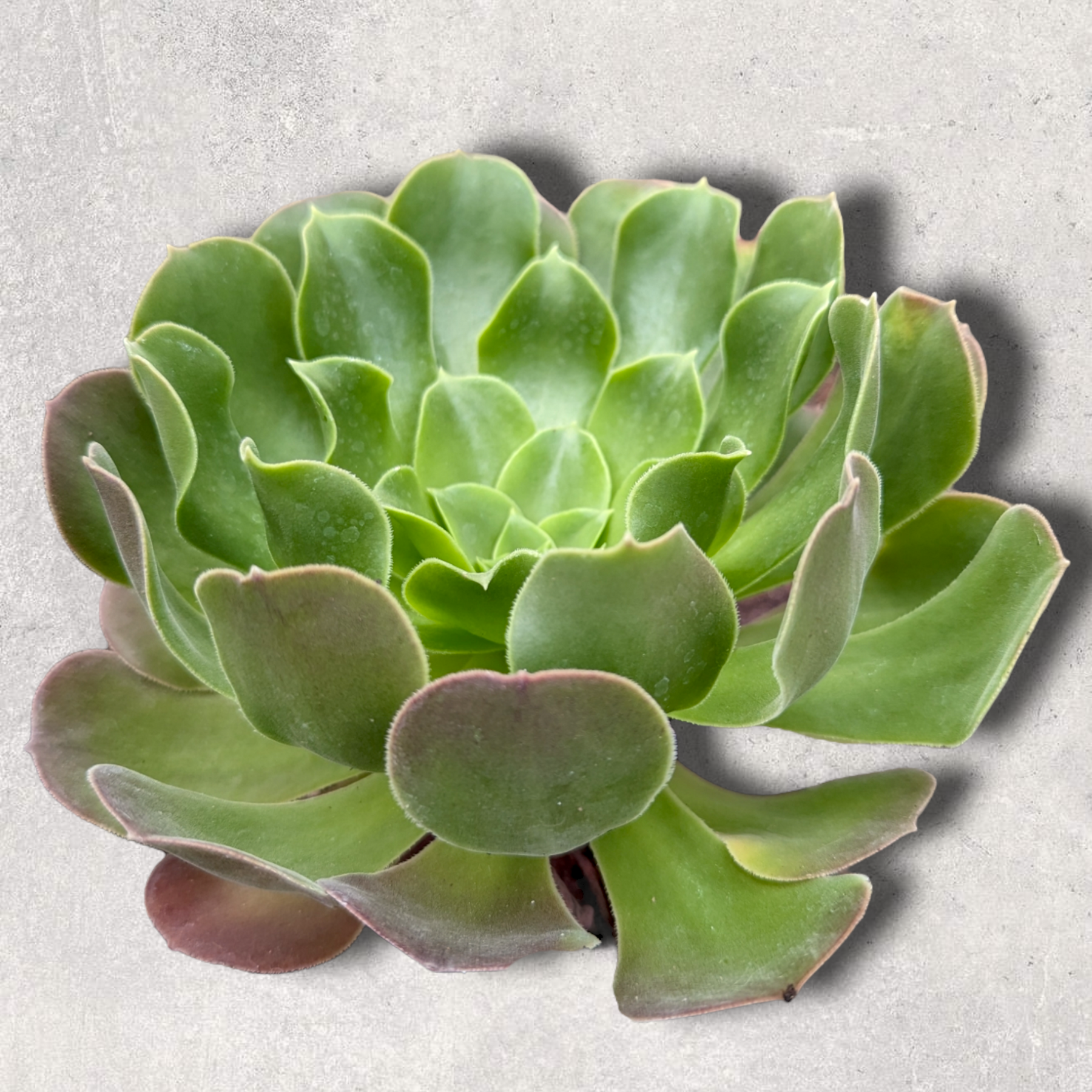 succulent used in cosmetics Aeonium 'Blushing Beauty' 4 Inch