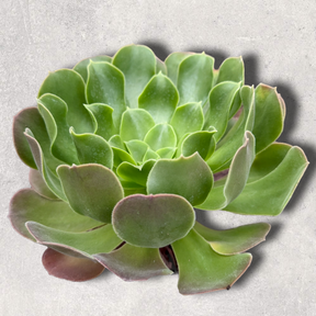 Aeonium 'Blushing Beauty' - Succulents Depot