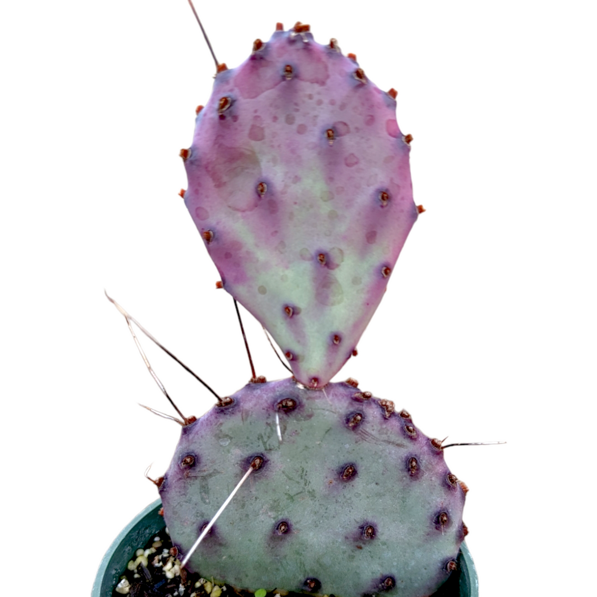 Opuntia santarita Santa Rita Purple Prickly Pear Cactus - Succulents Depot