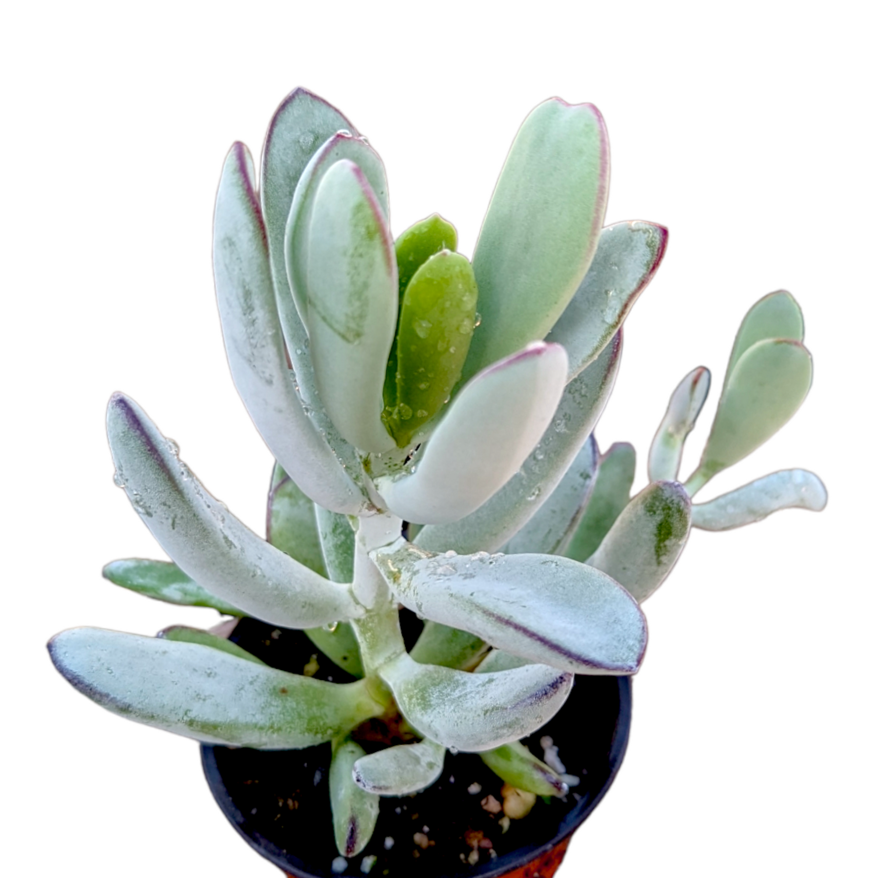 happy young lady succulent Cotyledon orbiculata 'Happy Young Lady'