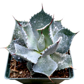 Agave potatorum
