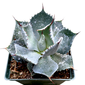 Agave potatorum
