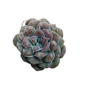 Echeveria 'Hearts Choice'