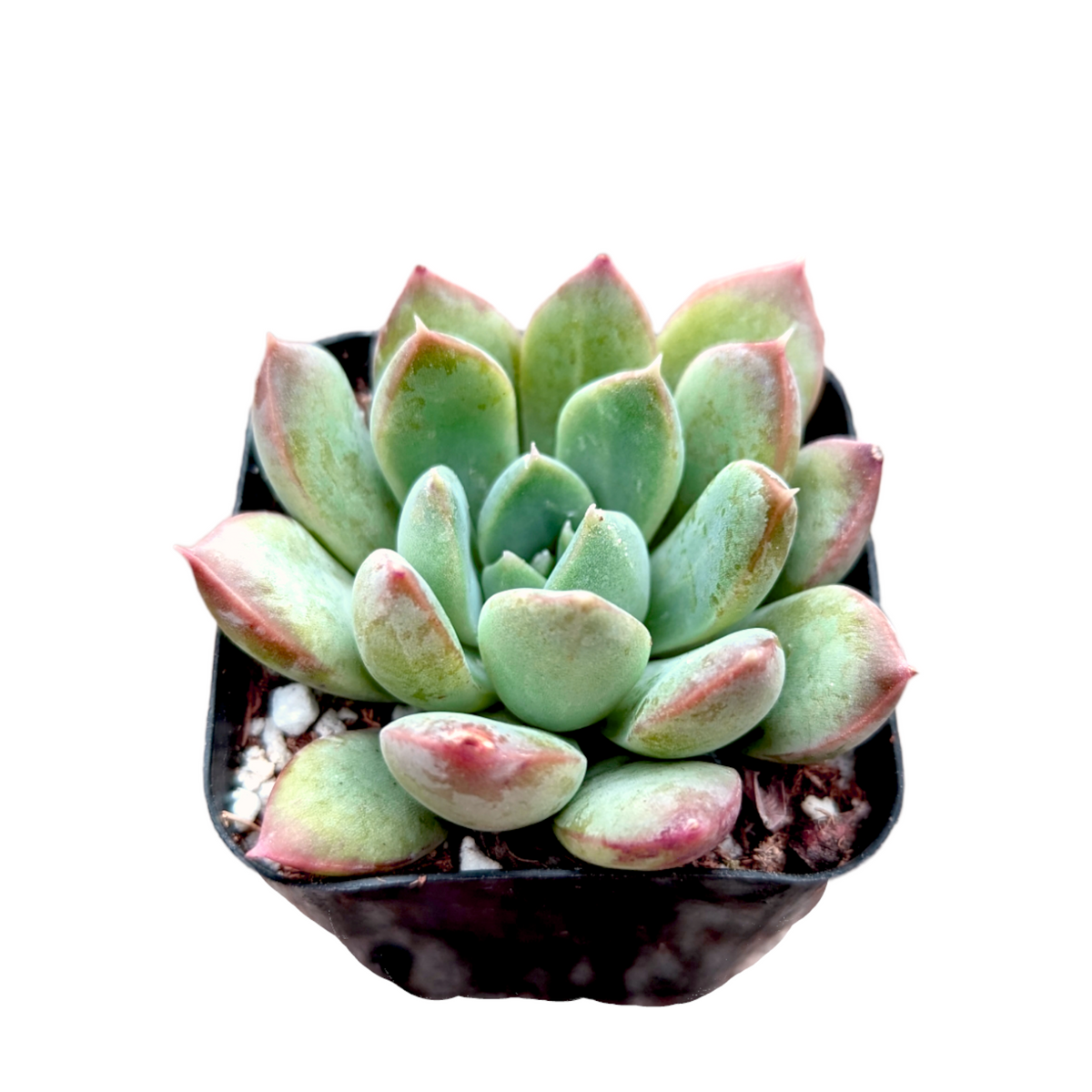 Echeveria White Peach