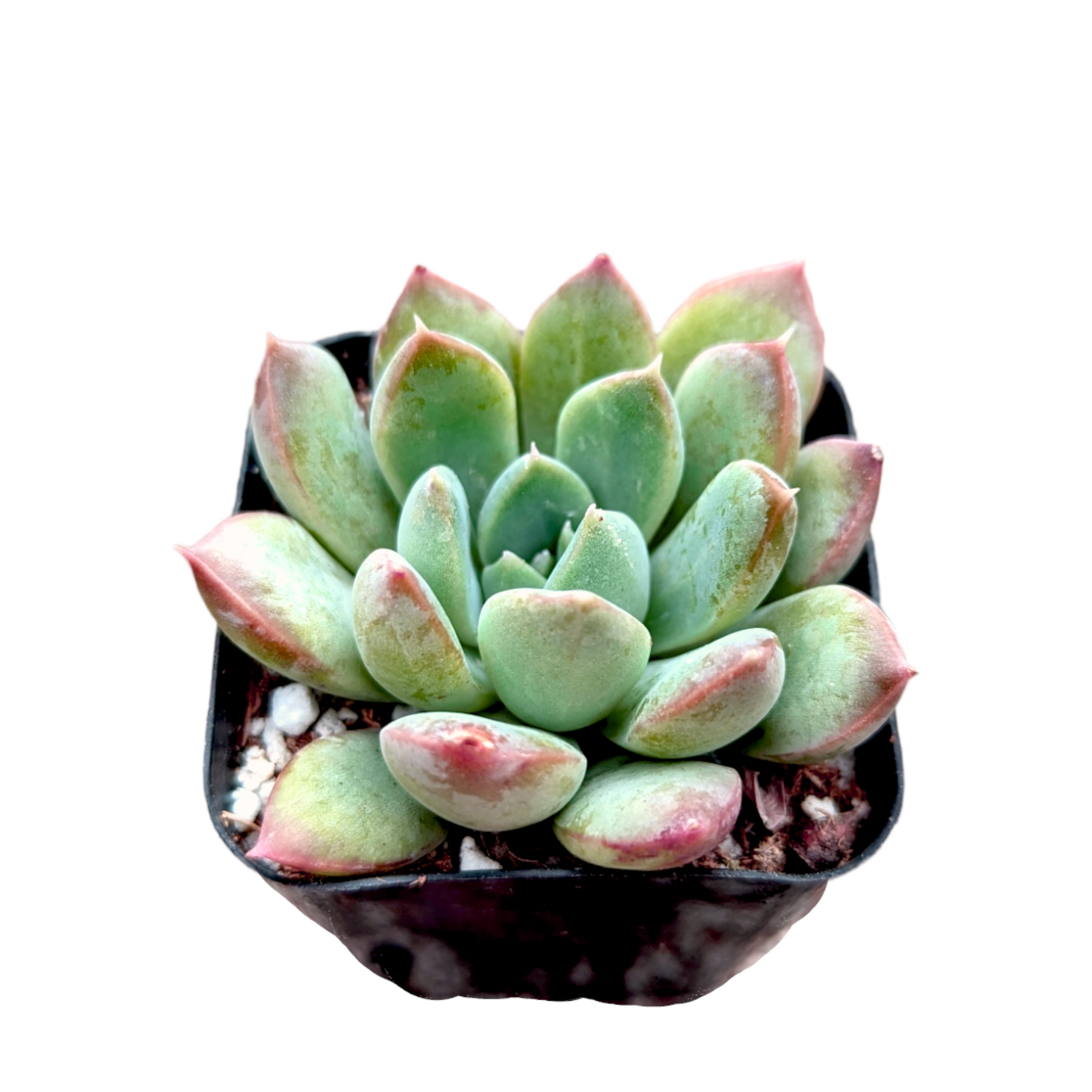 peach succulent Echeveria White Peach