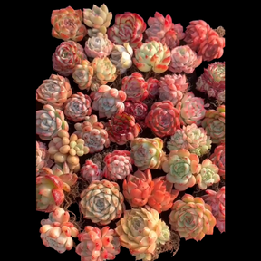 rare korean succulents for sale Korean Assorted Succulent Set