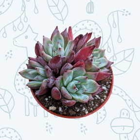 Echeveria colorata 'Brandtii'