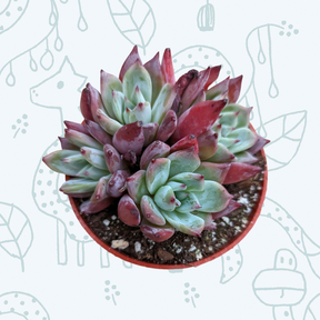 Echeveria colorata 'Brandtii'